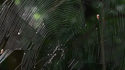 A ray of sunshine in the dark forest Stock Footage 68211444