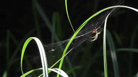 A ray of sunshine in the dark forest Stock Footage 68211445