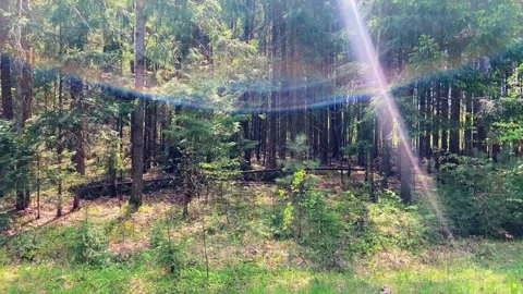 A ray of sunshine in the forest. Stock Footage 242013737