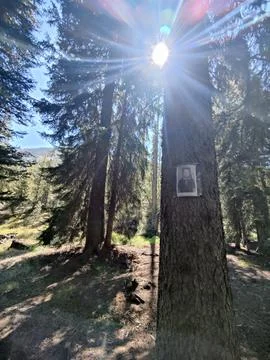 Ray of sunshine in the forest Stock Photos