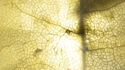 The ray of sunshine on the small leaf in Estonia Stock Footage 231011549