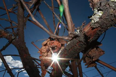 A ray of sunshine through the branches Stock Photos