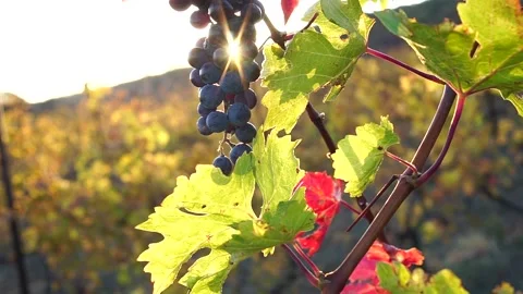 A ray of sunshine through a bunch of ripe grapes Stock Footage 133695472