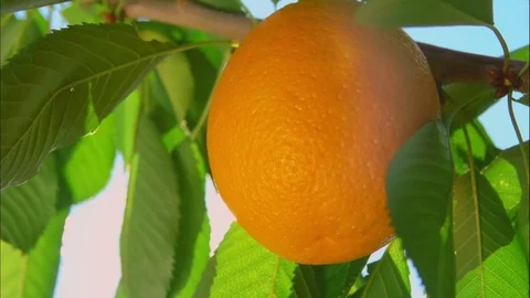 Ray of sunshine through the ripe oranges Stock Footage 71293725