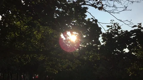 Ray of sunshine through a tree Stock Footage 114157203