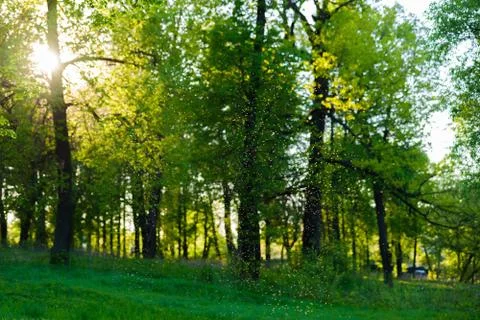 Ray of sunshine through the tree Фото
