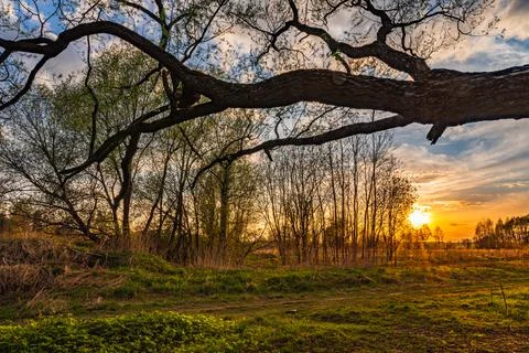 Ray of sunshine through the tree Fotos Stock