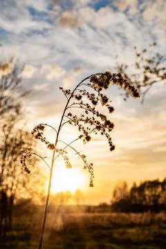 Ray of sunshine through the tree Stock Photos