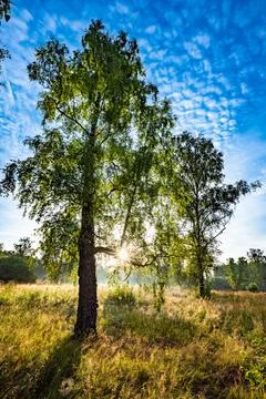 Ray of sunshine through the tree Fotos Stock