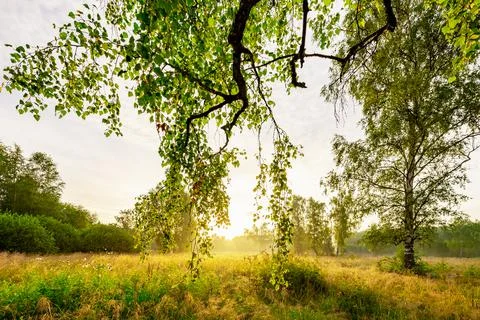 Ray of sunshine through the tree Fotos Stock