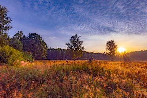 Ray of sunshine through the tree Photos