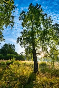 Ray of sunshine through the tree Stock Photos
