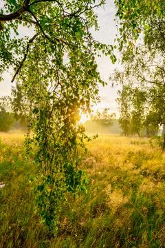 Ray of sunshine through the tree Фото