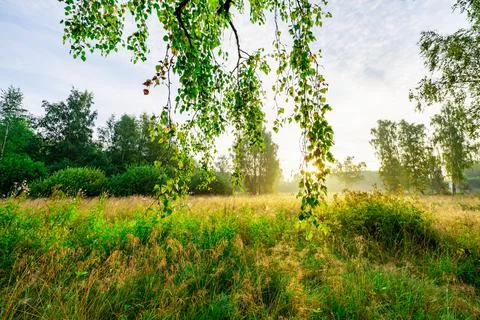 Ray of sunshine through the tree Fotos Stock