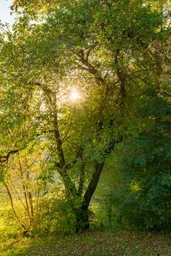 Ray of sunshine through the tree Stock Photos
