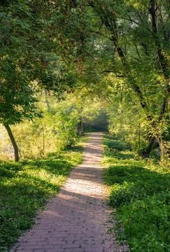 Ray of sunshine through the tree Foto stock