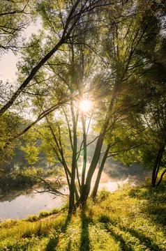 Ray of sunshine through the tree Fotos Stock