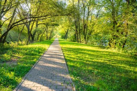 Ray of sunshine through the tree Foto stock