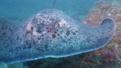 A Ray swiming into close up focus Stock Footage 94944422
