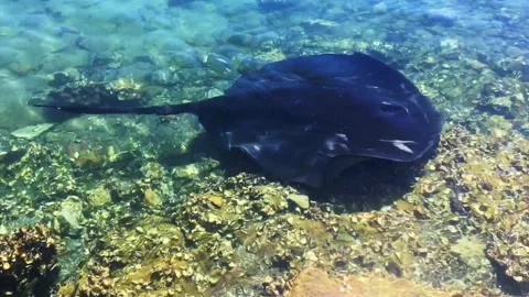Ray swimming Stock Footage 149804186