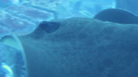 Ray swimming very close Stock Footage 52349288