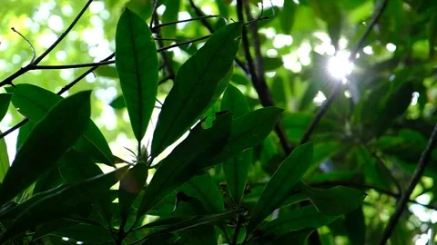 Ray through green leaves_Slow motion Close Up - Short clip Stock Footage 243596473