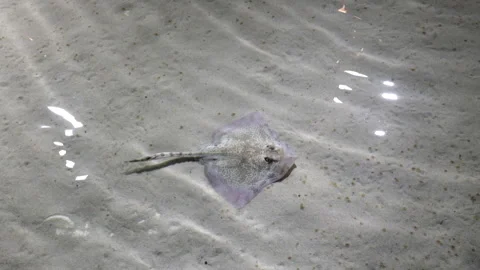 Rayform fish (Rajiformes), commonly called stingrays, are cartilaginous fish. Video stock 270961749