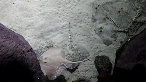 Rayform fish (Rajiformes), commonly called stingrays, are cartilaginous fish. Stock Footage 270961879