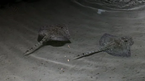 Rayform fish (Rajiformes), commonly called stingrays, are cartilaginous fish. Stock Footage 270963180