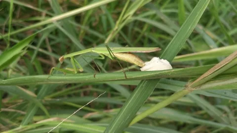 Raying mantis laying egg sacs Video stock 157849056