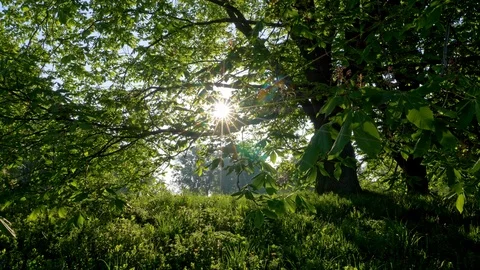 Rays of afternoon sun getting through green leaved branches of tree on border of Video stock 108420207