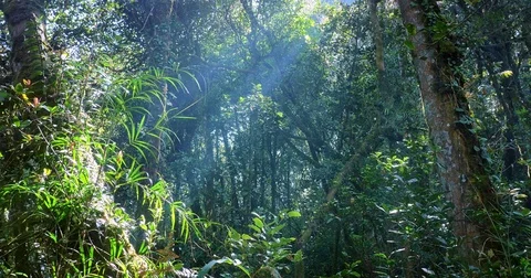 Rays and beams of sun light shine through jungle forest canopy at sunny day Stock Footage 73358295