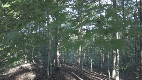 Rays and sun and shadows in the endless forest view 動画素材 221572469