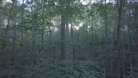 Rays and sun and shadows in the forest view 動画素材 238693777