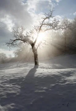 Rays and tree Stock Photos