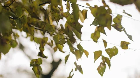 The rays of the autumn but bright sun penetrate into the chamber Stock Footage 278410996