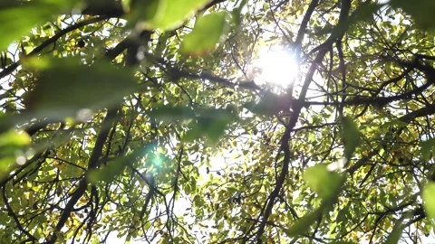 The rays of the autumn sun break through the branches of the trees Video stock 253206605