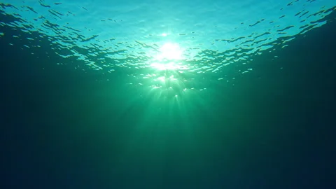 Rays of bright midday sun piercing through water column, illuminating underwater Stock Footage 339973815