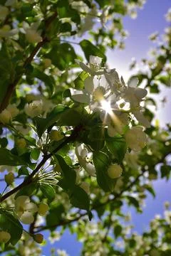 The rays of the bright spring sun peep through the flowering branches of the  Stock Photos