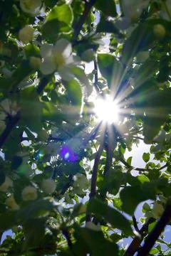 The rays of the bright spring sun peep through the flowering branches of the  Stock Photos