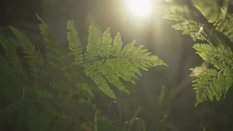 The rays of the bright sun shine through the beautiful fern. The smell of forest Video stock 159001702