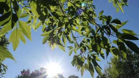 The rays of the bright sun shine through the green foliage Stock Footage 196872929