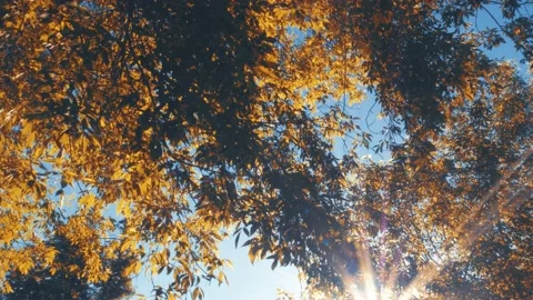 The rays of the bright sun shine through the orange foliage 库存影片 197303446