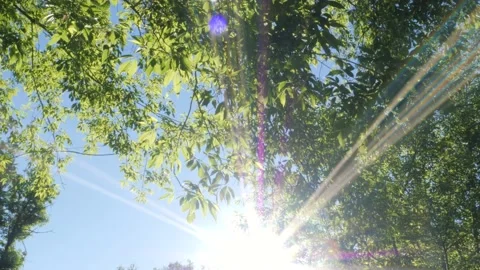 The rays of the bright sun shine through the green foliage Stock Footage 197303479