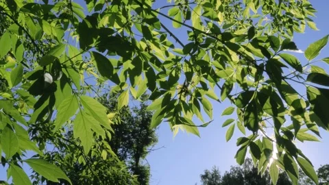 The rays of the bright sun shine through the green foliage Stock Footage 197303504