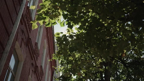 Rays of bright sun through tree leaves next to red brick facade in summer. 4k Stock Footage 319010527