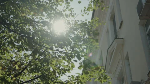 Rays of bright sun through tree leaves next to facade in summer Stock Footage 319010687