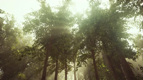 Rays of bursting sunlight in a misty forest Stock Footage 238993490