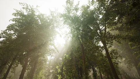 Rays of bursting sunlight in a misty forest Stock Footage 241530907