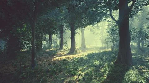 Rays of bursting sunlight in a misty forest 스톡 일러스트